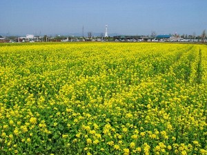 菜の花